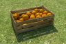 oranges-box-03.jpg